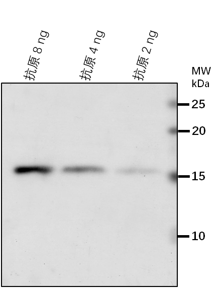 Anti-FTRC/ Ferredoxin-thioredoxin reductase catalytic chain