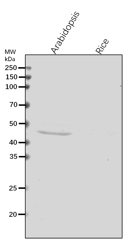 Anti-TAP46/ PP2A regulatory subunit TAP46