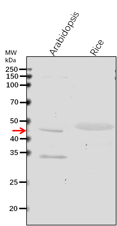 Anti-UXS1/ UDP-glucuronic acid decarboxylase 1