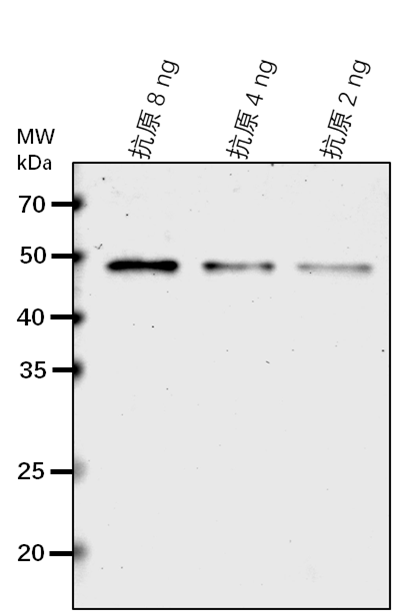 Anti-ARF1/ Auxin response factor 1