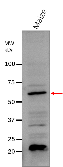 Anti-GBSS1/ Granule-bound starch synthase 1