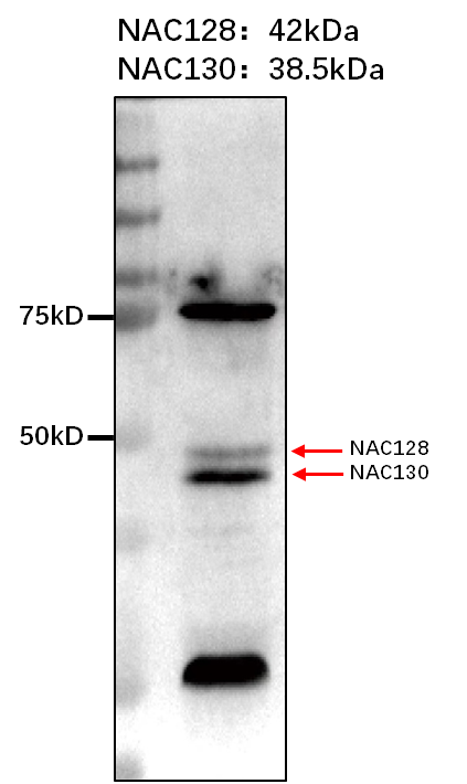 Anti-NAC rabbit antibody