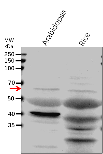 Anti-PIF3/ Transcription factor PIF3