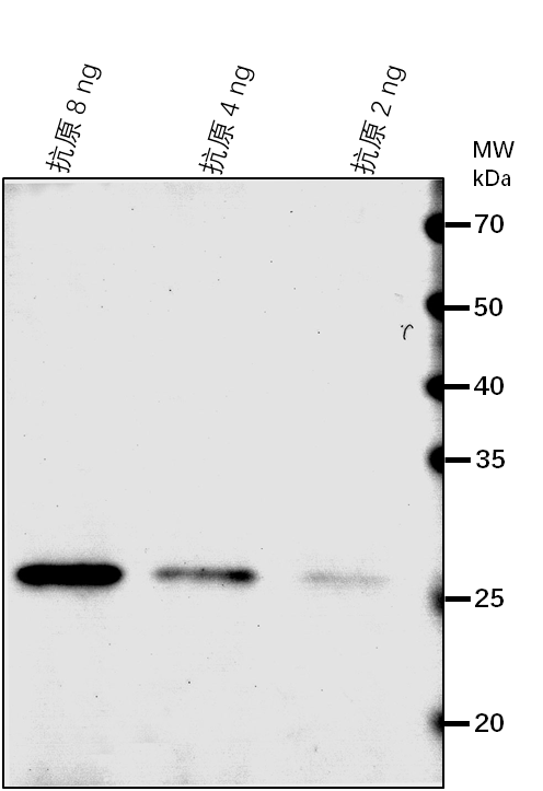 Anti-FPS1/ Farnesyl pyrophosphate synthase 1, mitochondrial