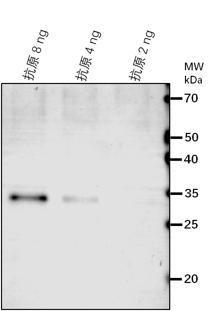 Anti-EIN2/ Ethylene-insensitive protein 2