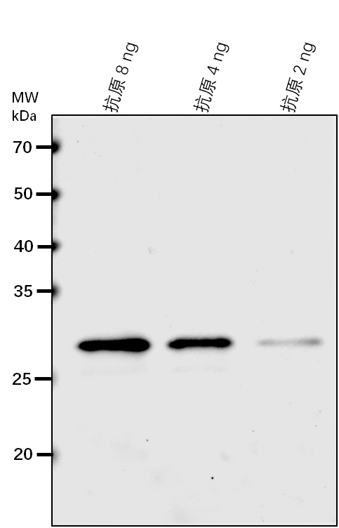 Anti-ISPD/ MEP cytidylyltransferase