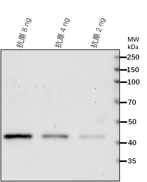 Anti-ISPH/4-hydroxy-3-methylbut-2-enyl diphosphate reductase