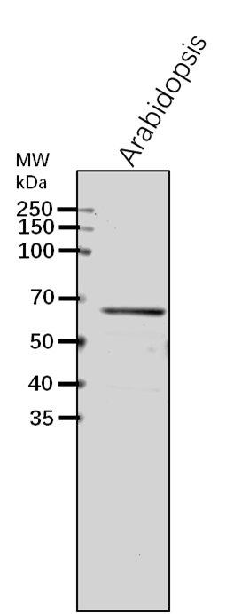 Anti-HD1/HDA19/ Histone deacetylase 19