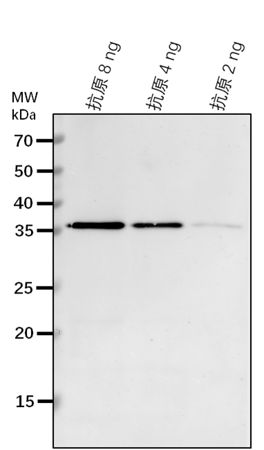 Anti-HaloTag Antibody
