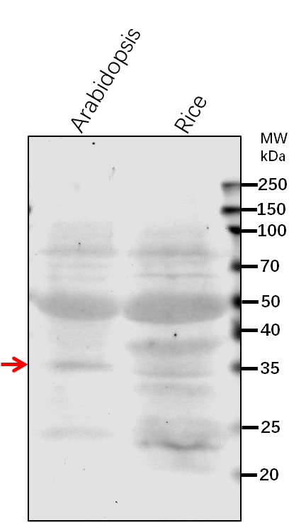 Anti-WDR5A/ COMPASS-like H3K4 histone methylase component