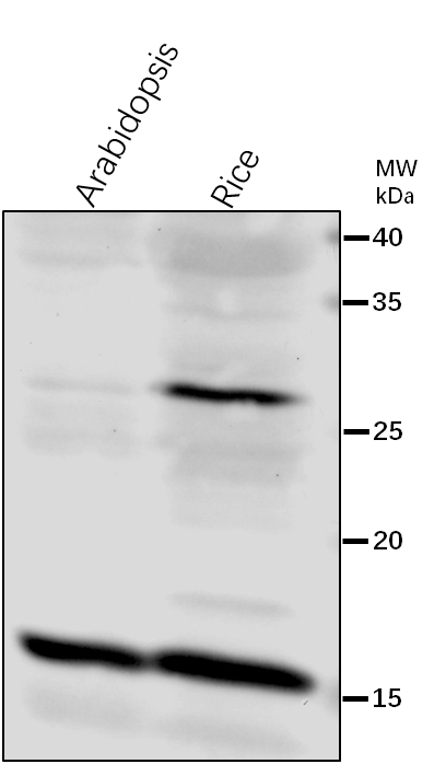 Anti-PetD/ Cytochrome b6-f complex subunit 4