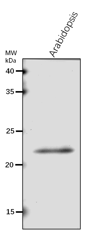 Anti-RPS4/ 30S ribosomal protein S4, chloroplastic