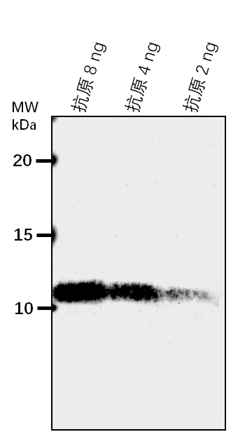 Anti-AL4/ PHD finger protein ALFIN-LIKE 4