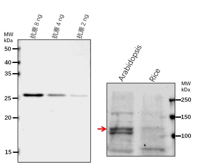 Anti-DDB1A/ DNA damage-binding protein 1a