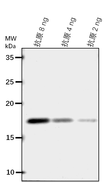 Anti-SHL/ Chromatin remodeling protein SHL