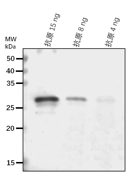 Anti-RPS2/ Chloroplast ribosomal complex small subunit S2