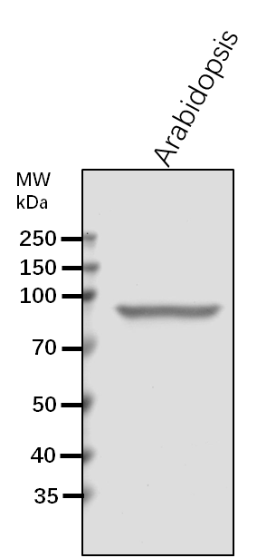 Anti-SCO1/ Elongation factor G, chloroplastic