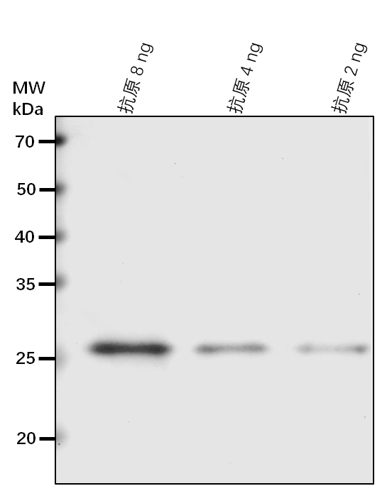 Anti-AGO10/ Protein argonaute 10