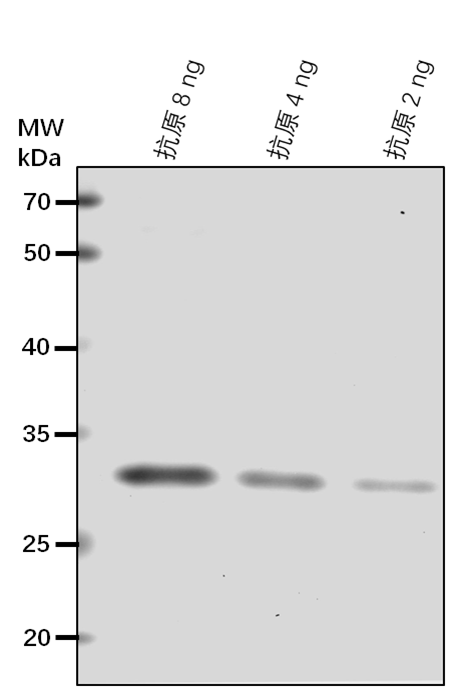 Anti-TGA2/ Transcription factor TGA2