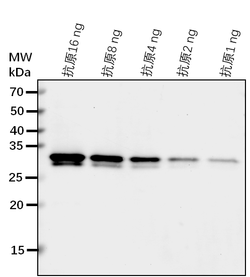 Anti-mCherry Tag rabbit antibody