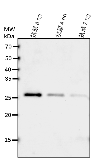 Anti-BGLU18/ Beta-D-glucopyranosyl abscisate beta-glucosidas