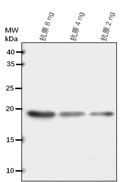 Anti-FdC2/ Ferredoxin C 2, chloroplastic