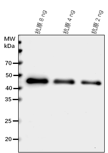 Anti-MYC2/ Transcription factor MYC2