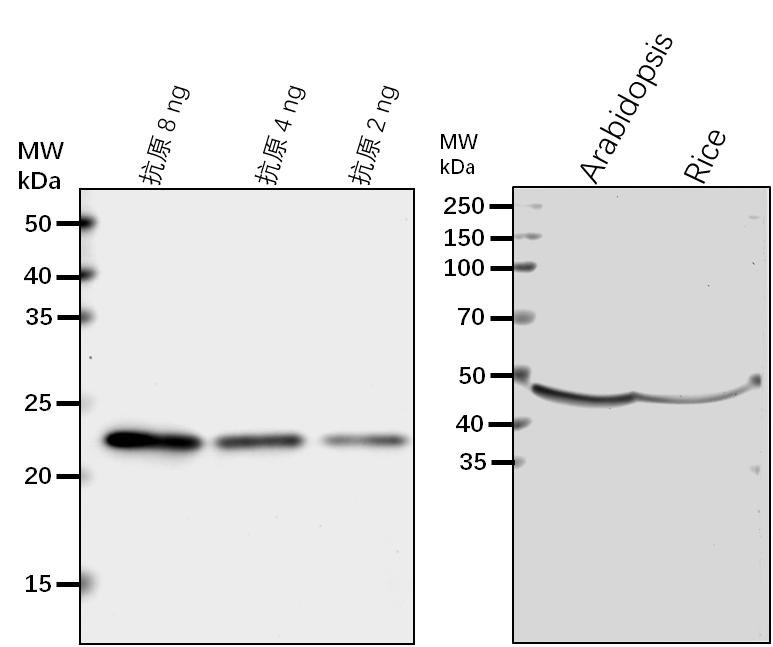 Anti-EIF4A1/ Eukaryotic translation initiation factor 4A1