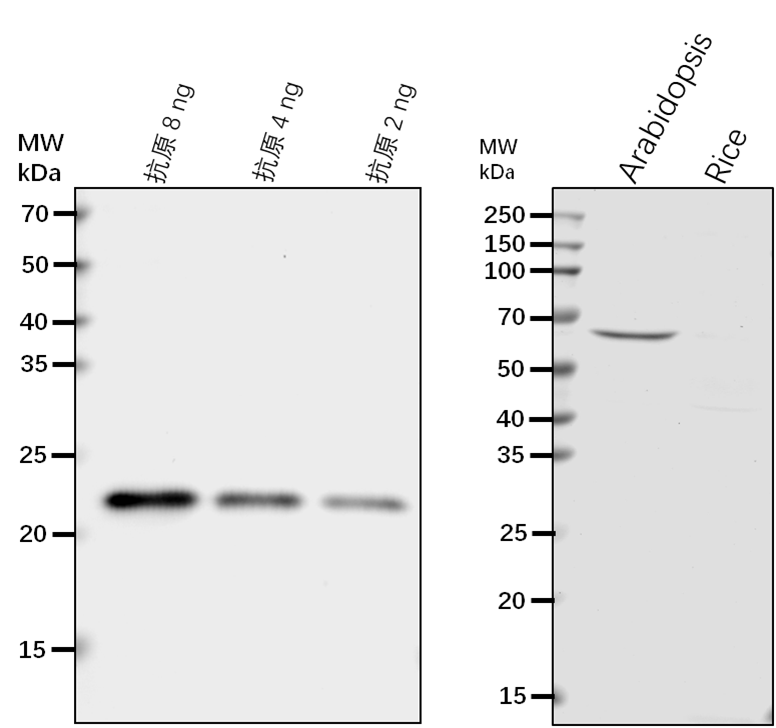 Anti-SYT1/SYTA/ Synaptotagmin-1