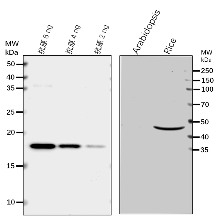 Anti-MPK1/MAPK6/ Mitogen-activated protein kinase 1