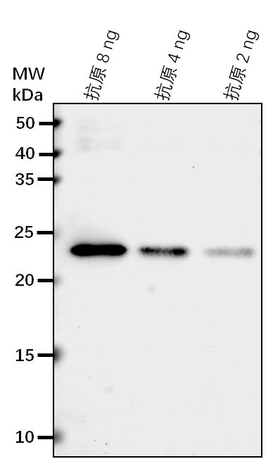 Anti-MPK9/ Mitogen-activated protein kinase 9