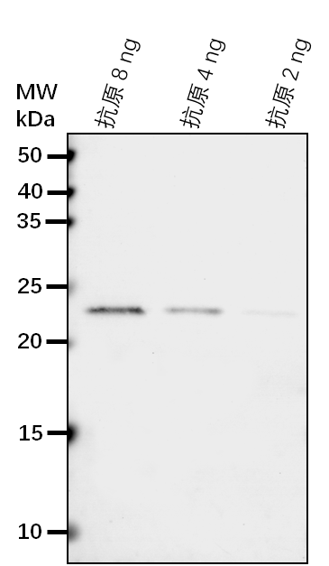 Anti-MPK8/WJUMK1/ Mitogen-activated protein kinase 8