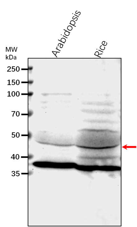 Anti-MPK5/ Mitogen-activated protein kinase 5