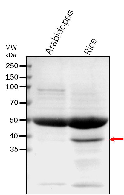 Anti-MKK1/MEK1/ Mitogen-activated protein kinase kinase 1