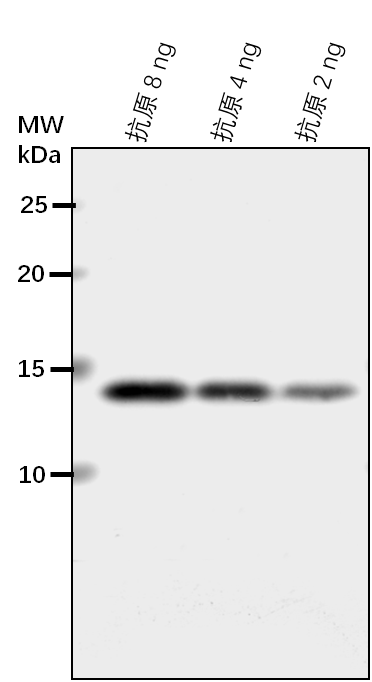 Anti-MPK2/ Mitogen-activated protein kinase 2