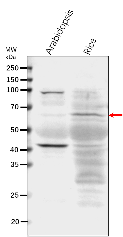 Anti-MPK7/ Mitogen-activated protein kinase 7