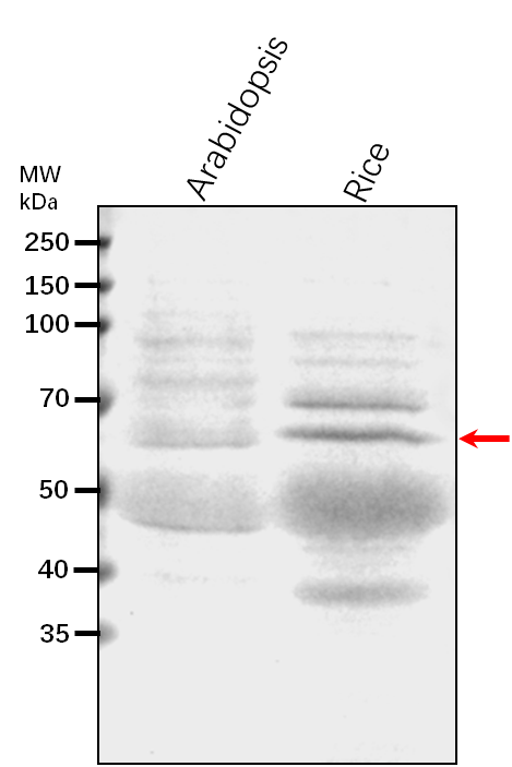 Anti-MPK14/ Mitogen-activated protein kinase 14