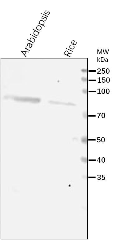 Anti-HDS/ 4-Hydroxy-3-methylbut-2-enyl-diphosphate synthase