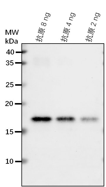 Anti-MPK16/ Mitogen-activated protein kinase 16