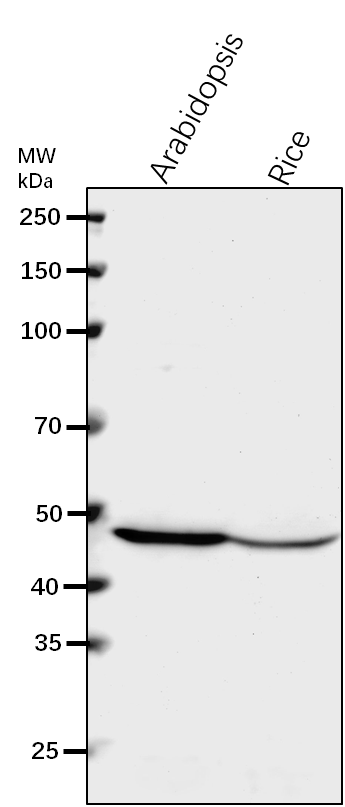 Anti-APS1/ ADP-glucose synthase