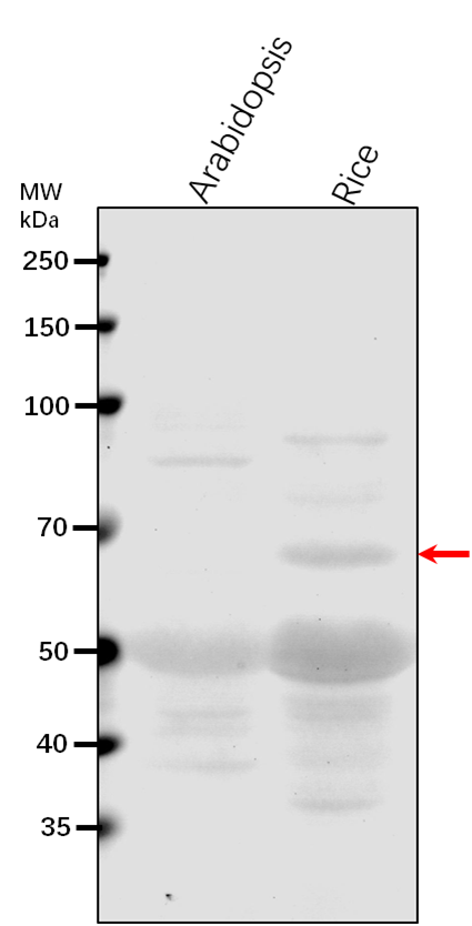 Anti-MPK12/ Mitogen-activated protein kinase 12