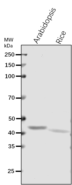 Anti-ADH1/ Alcohol dehydrogenase class-P