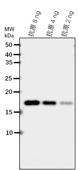 Anti-MPK13/ Mitogen-activated protein kinase 13