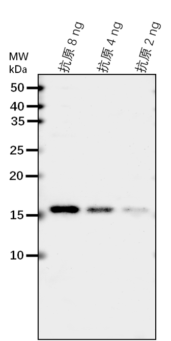 Anti-ABF3/ ABSCISIC ACID-INSENSITIVE 5-like protein 6