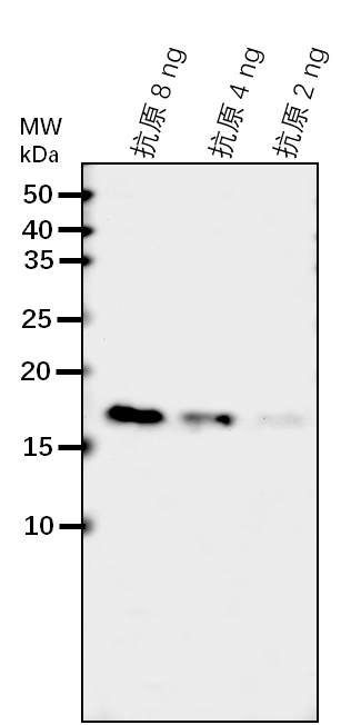 Anti-ABP1/ Auxin-binding protein 1