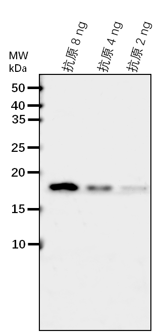 Anti-AHB1/ Non-symbiotic hemoglobin 1