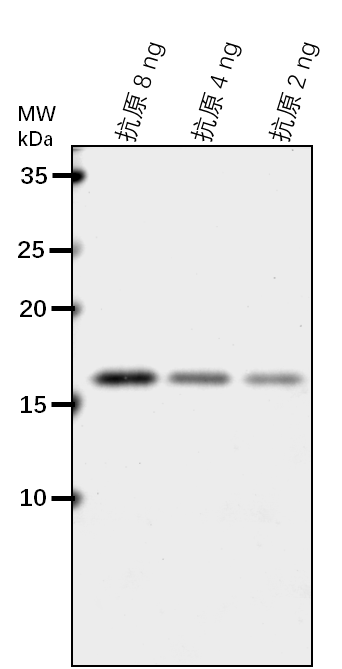 Anti-AHB2/ Non-symbiotic hemoglobin 2