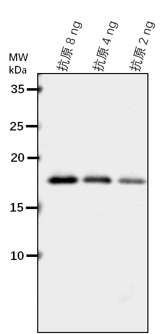 Anti-MBP Tag rabbit antibody