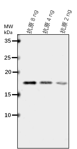 Anti-MPK17/ Mitogen-activated protein kinase 17