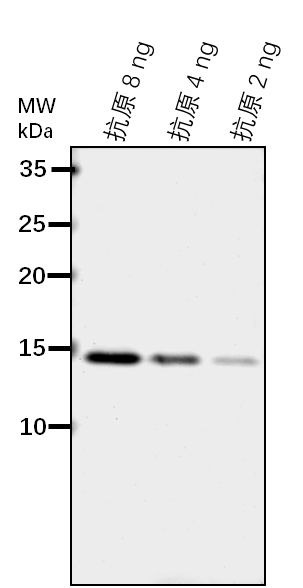 Anti-ARF2-A/ ADP-ribosylation factor 2-A